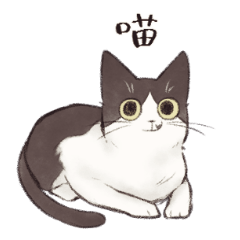 やんちゃな黒白猫クッキーちゃん
