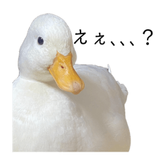 私の家のアヒル2