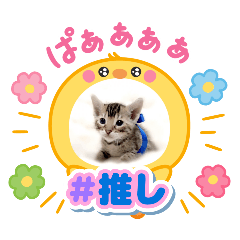chacha_20250415001054