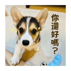 三色柯基 阿尼基ʕ •ᴥ•ʔ