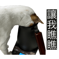 一歲貝莉貓
