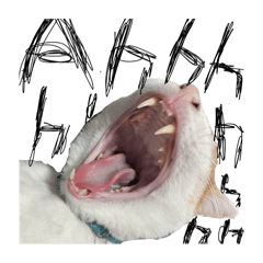 Crazy Noisy Bizarre Cats memes!