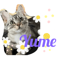 Yume_20250413125648