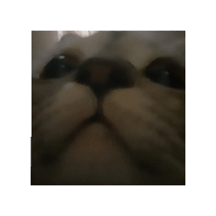 pAt._20250411175706