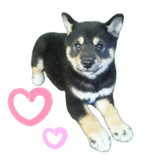 kuro_20250415012804