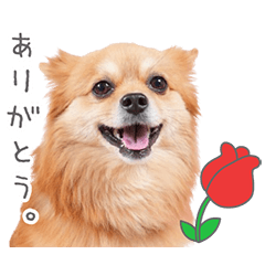 StampNo:5132