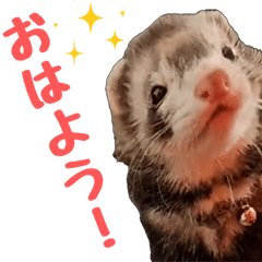 Surume the Ferret