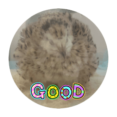 Nono_20250415071254