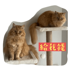肥貓特攻隊