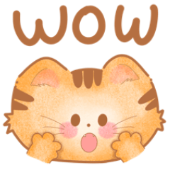 Orange cat emotion