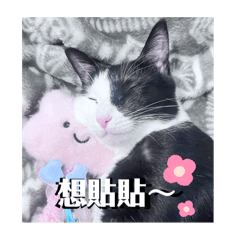 貓界八嘎王