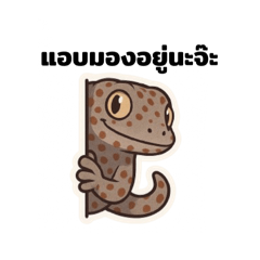 geckoooooooo