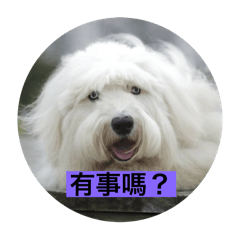 古代牡羊犬