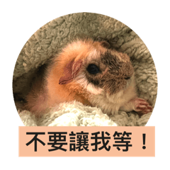 天竺鼠(⁎⁍̴̛ᴗ⁍̴̛⁎)