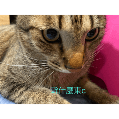 阿喵錢