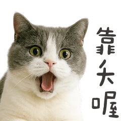 喵喵星球★愛嗆聲