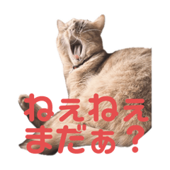 うちの子にゃんこさんズ２