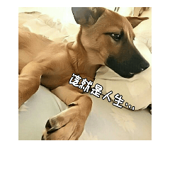 米克斯犬小黑嘴