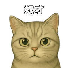 catlifeday