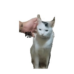 可愛呆貓