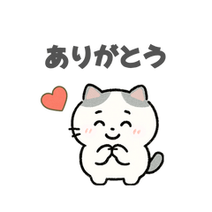 短足マンチカンたまちゃん