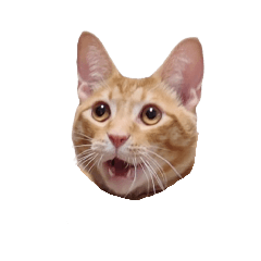 It's  my cat.
