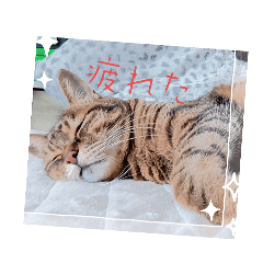 可愛いモカトラ