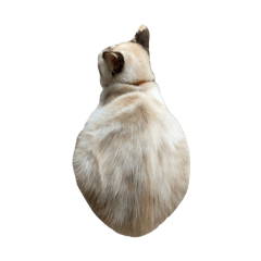 PumPui Cat
