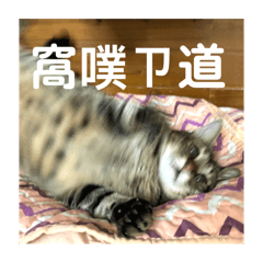 貓咪酸葡萄
