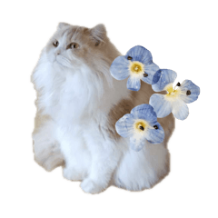 mon petit chat…