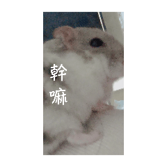 涂麻吉