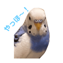 rena_20250415223737