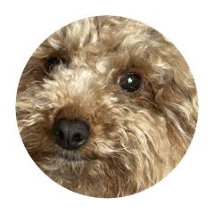 HapiTsumuGin_20250416064513