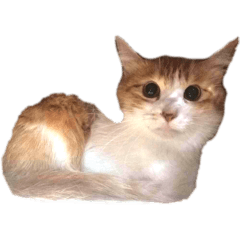 non_20250415211412