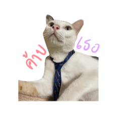 Noi arrrr