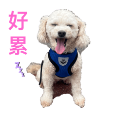 Bingo貼圖