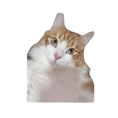 cat_20250415193443