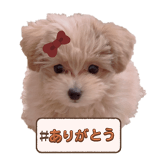 POM_20250416113617