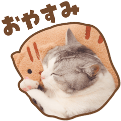 テオ猫のスタンプ