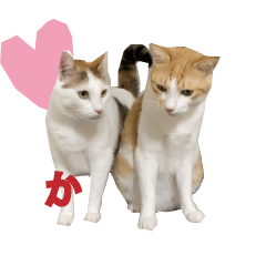 Shippo&mimi my cats animation