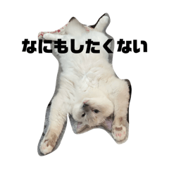 ラグドールのふうた