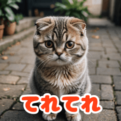 ねこの喜怒哀楽スコティッシュフォールド編
