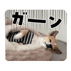 ちゃーくんの毎日