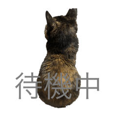 ao_20250416174758