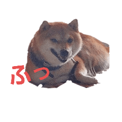 hachi_20250416185628