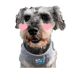 miniature Schnauzer 0920
