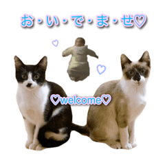 もちマロツ〜(もっともっと！forever♡)