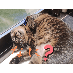 neko_20250416150303