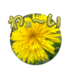 spring bloomer wildflowers stamp