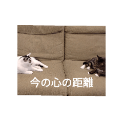 hello_20250416150208